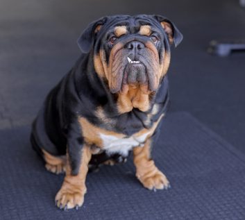 Dexter Dexter